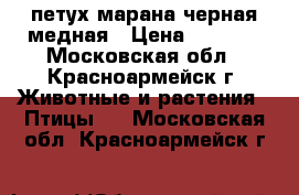 петух марана черная медная › Цена ­ 1 200 - Московская обл., Красноармейск г. Животные и растения » Птицы   . Московская обл.,Красноармейск г.